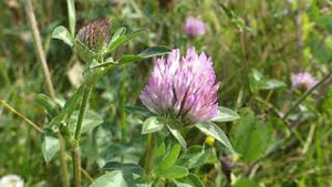 How to Identify Red Clover
