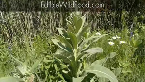 Edible Wild Plants Curbside
