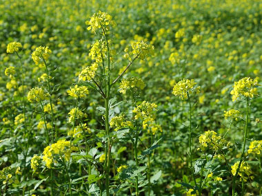 brassica hirta