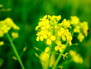 white mustard flowers