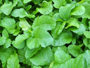 white mustard leaves