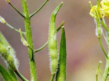 white mustard seedpods