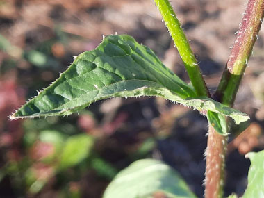 white mustard stem