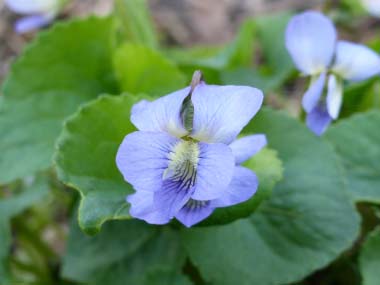 wild viola flower