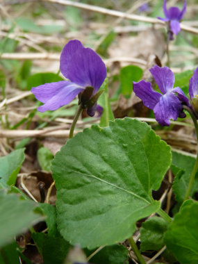 wild viola flower