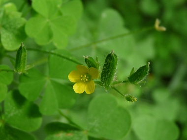 Wood Sorrel Pictures Flowers Leaves Identification Oxalis Stricta