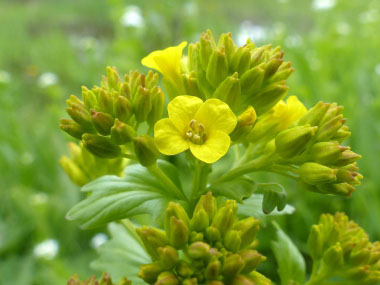 Yellow Rocket Pictures Flowers Leaves Identification Barbarea Vulgaris
