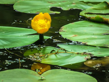Yellow Water Lily Pictures Flowers Leaves Identification Nuphar Lutea